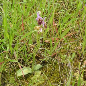 Ophrys argolica