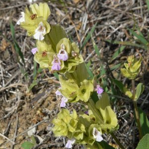 Salvia absconditiflora; Sin:Salvia cryptantha