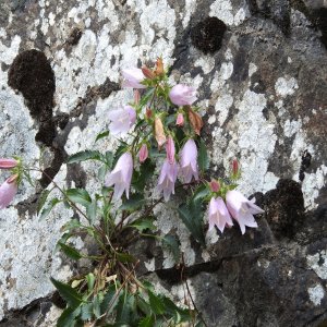 Campanula betulifolia