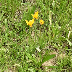 Tulipa orphanidea