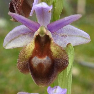 Ophrys argolica