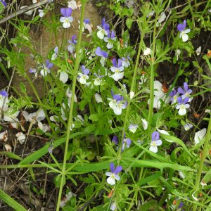 Viola tricolor