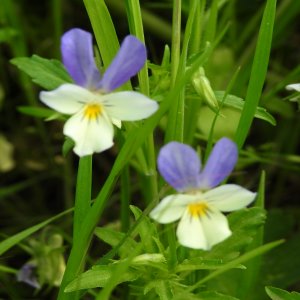 Viola tricolor