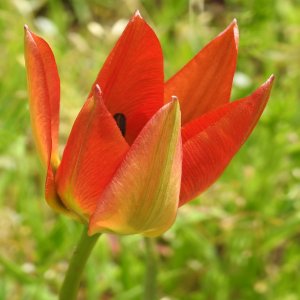 Tulipa orphanidea