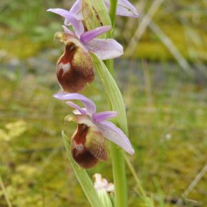 Ophrys argolica