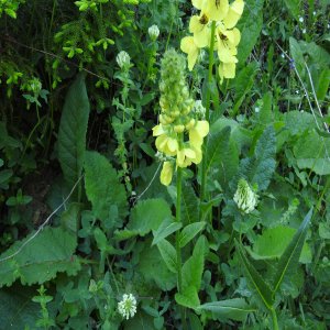 Verbascum spectabile