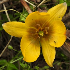 Tulipa orphanidea