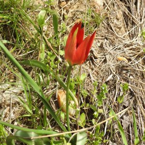 Tulipa orphanidea