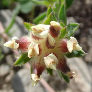 Anthyllis vulnerariae ssp. pulchella