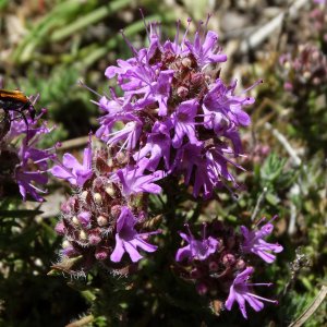 Thymus zygioides var. lycaonicus