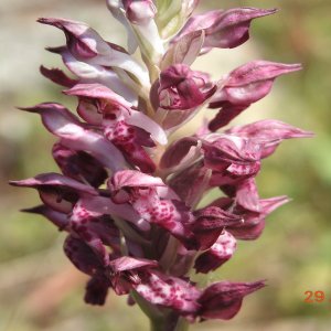 Anacamptis coriophora; Orchis coriophora