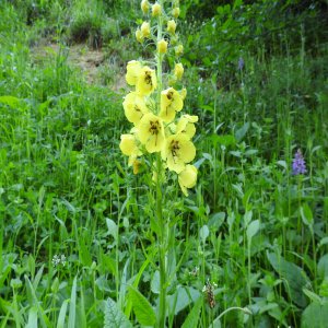 Verbascum spectabile