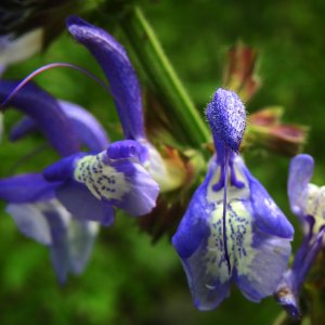 Salvia forskahlei