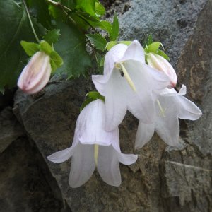 Campanula betulifolia