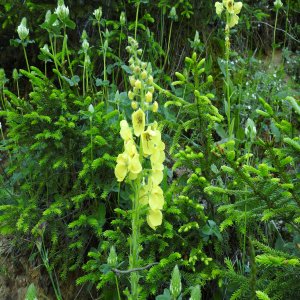 Verbascum spectabile