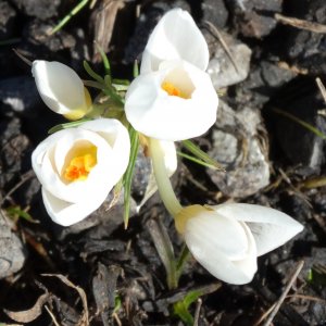 Crocus biflorus ssp. Pulchricolor (albino)