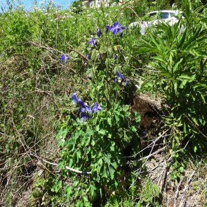 Aquilegia olympica