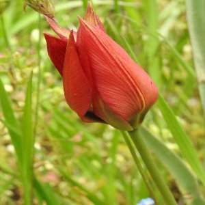 Tulipa orphanidea