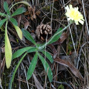 Pilosella hoppeana ssp. testimonialis Sin: Hieracium pilosella