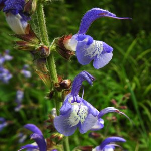 Salvia forskahlei