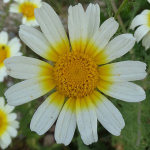 Glebionis coronarium Sin: Chrysanthemum coronarium