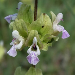 Salvia absconditiflora; Sin:Salvia cryptantha