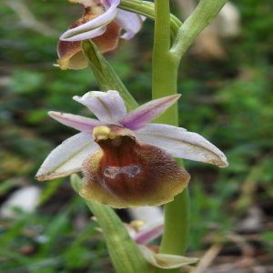 Ophrys argolica