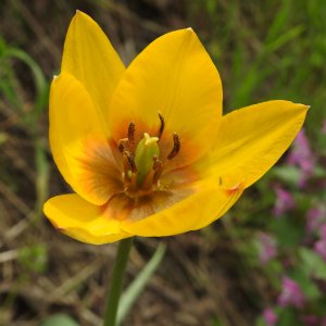 Tulipa orphanidea