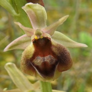 Ophrys argolica