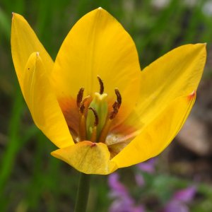 Tulipa orphanidea