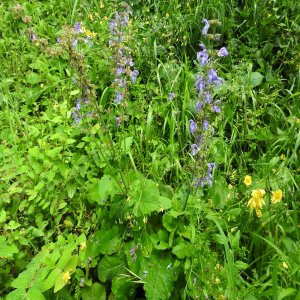 Salvia forskahlei