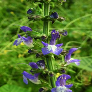 Salvia forskahlei