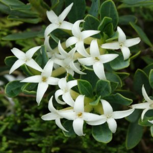 Daphne oleoides ssp. oleoides