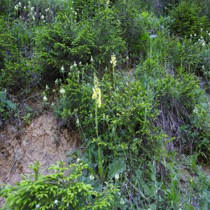 Verbascum spectabile