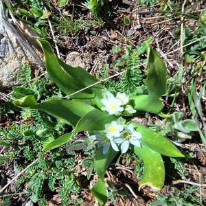 Ornithogalum lanceolatum