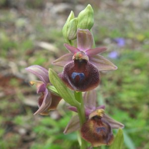 Ophrys argolica