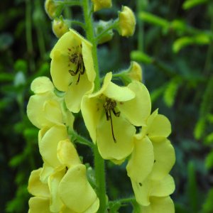 Verbascum spectabile