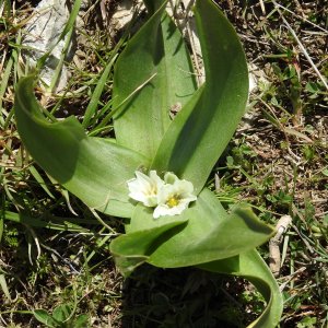 Ornithogalum lanceolatum
