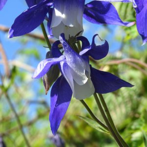 Aquilegia olympica