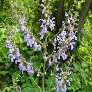 Salvia forskahlei