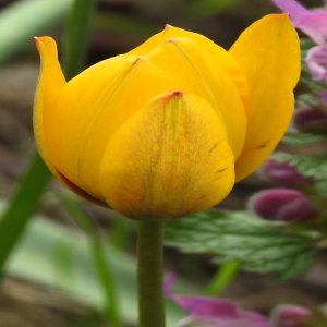 Tulipa orphanidea