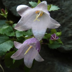 Campanula betulifolia