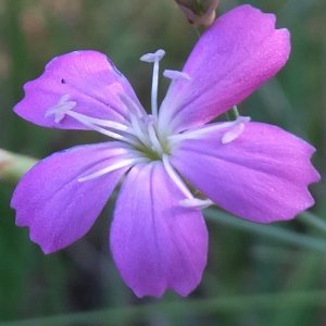 Dianthus ancyrensis