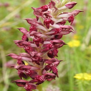 Anacamptis coriophora; Orchis coriophora