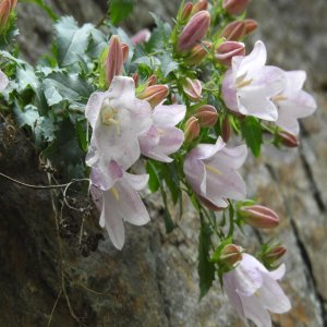 Campanula betulifolia