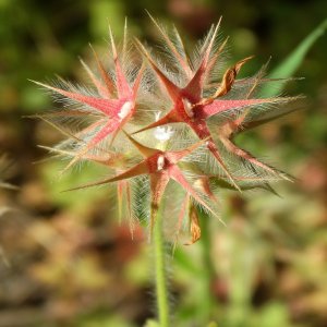 Trifolium stellatum var. stellatum