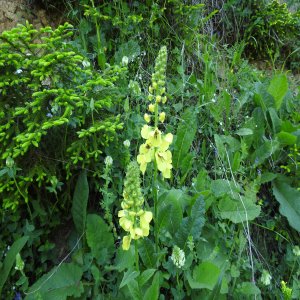 Verbascum spectabile