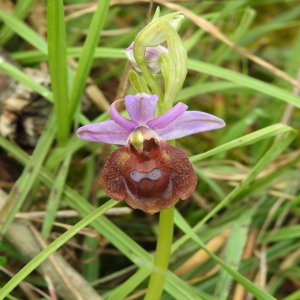 Ophrys argolica