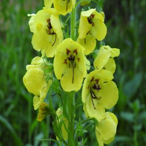 Verbascum spectabile