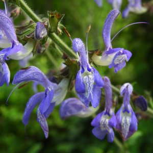 Salvia forskahlei